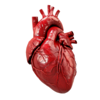 Human heart on transparent background png