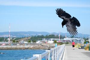 Crow bird on its wings on a sunny day Canada Vancouver photo