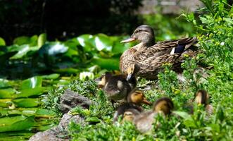 Ducks eat grass in a summer meadow high resolution of a group of ducks at a pond in the Dutch forest called Het Haagse Bos. Wildlife, animal footage. No people, horizontal photo