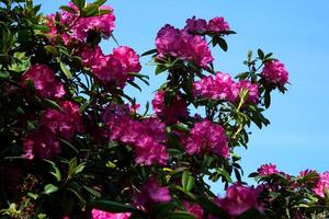 Epic flowers in nature shot in 120 frames per second. photo