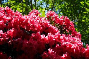 vistoso flores debajo el luz de sol foto