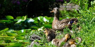 Ducks eat grass in a summer meadow high resolution of a group of ducks at a pond in the Dutch forest called Het Haagse Bos. Wildlife, animal footage. No people, horizontal photo