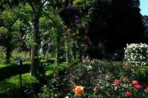 Rosa jardín el famoso jardines de carnicero en victoria isla. Canadá. el butchart jardines foto