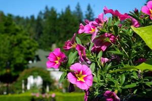 Rosa jardín el famoso jardines de carnicero en victoria isla. Canadá. el butchart jardines foto