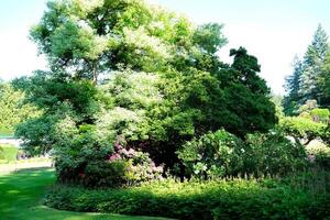 Rosa jardín el famoso jardines de carnicero en victoria isla. Canadá. el butchart jardines foto