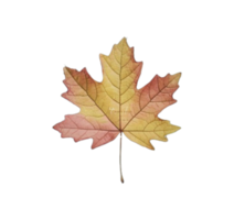 Autumn coloured fall leaf png