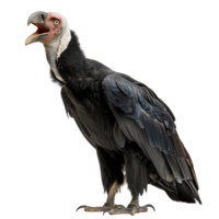 Andrean Condor Bird, Isolated Background png