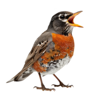 American Robin Bird, Isolated background png