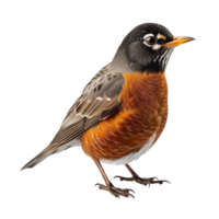 americano Robin pájaro, aislado antecedentes png