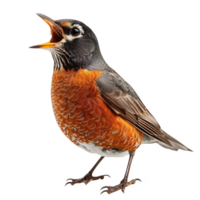 American Robin Bird, Isolated background png