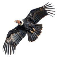 Andrean Condor Bird, Isolated Background png