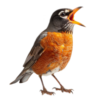 American Robin Bird, Isolated background png