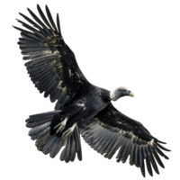 Andrean Condor Bird, Isolated Background png