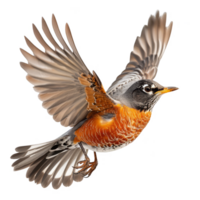 American Robin Bird, Isolated background png