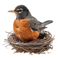 American Robin Bird, Isolated background png