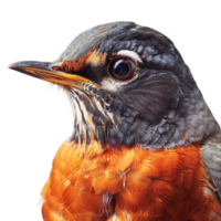 American Robin Bird, Isolated background png