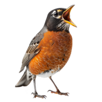 American Robin Bird, Isolated background png