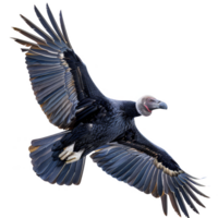 Andrean Condor Bird, Isolated Background png