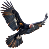 Andrean Condor Bird, Isolated Background png