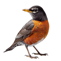 americano Robin pájaro, aislado antecedentes png