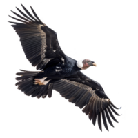 andrean kondor fågel, isolerat bakgrund png