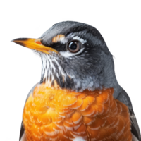 Amerikaans Robin vogel, geïsoleerd achtergrond png