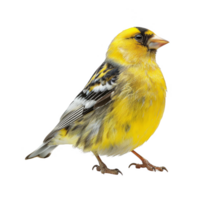 Bright Yellow American Goldfinch Bird, Isolated Background png