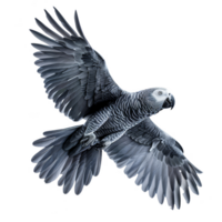 afrikanisch grau Papagei, isoliert Hintergrund png