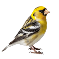 helder geel Amerikaans distelvink vogel, geïsoleerd achtergrond png