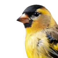 Bright Yellow American Goldfinch Bird, Isolated Background png