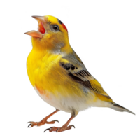 helder geel Amerikaans distelvink vogel, geïsoleerd achtergrond png