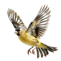 Bright Yellow American Goldfinch Bird, Isolated Background png