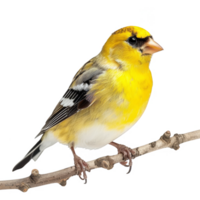 Bright Yellow American Goldfinch Bird, Isolated Background png