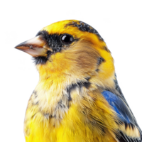 Bright Yellow American Goldfinch Bird, Isolated Background png