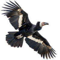 Andrean Condor Bird, Isolated Background png
