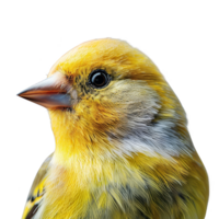 Bright Yellow American Goldfinch Bird, Isolated Background png