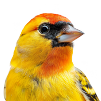 Bright Yellow American Goldfinch Bird, Isolated Background png