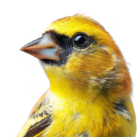 brillante amarillo americano jilguero pájaro, aislado antecedentes png