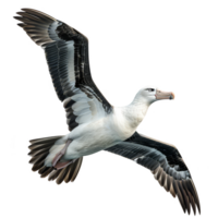 albatros pájaro, negro y blanco color, aislado antecedentes png