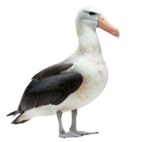 albatrossen vogel, zwart en wit kleur, geïsoleerd achtergrond png