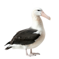 Albatrosses Bird, Black and white Color, Isolated Background png