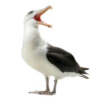 albatrossen vogel, zwart en wit kleur, geïsoleerd achtergrond png