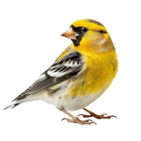 brilhante amarelo americano Pintassilgo pássaro, isolado fundo png