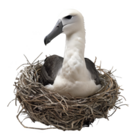 albatrossen vogel, zwart en wit kleur, geïsoleerd achtergrond png