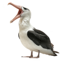 Albatrosse Vogel, schwarz und Weiß Farbe, isoliert Hintergrund png