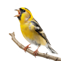 Bright Yellow American Goldfinch Bird, Isolated Background png