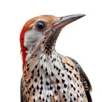 Andrean Flicker Bird, Isolated Background png