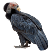 Andrean Condor Bird, Isolated Background png