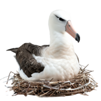 albatros pájaro, negro y blanco color, aislado antecedentes png