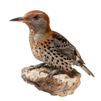 Andrean Flicker Bird, Isolated Background png